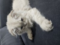 Yakışıklı oğlum scottish fold yavrum