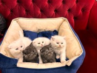 british shorthair ve scottish fold yavrularımız