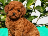 Red Brown Minyatür Toy Poodle Yavrular