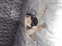 Orjinal Safkan Pug