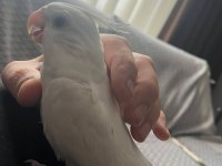 Acil satılık sultan papağanı