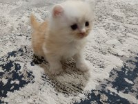 Scottish fold ve scottish straigt yavrularım