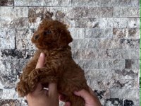 BİBLO GÜZELLİĞİNDE RED BROWN TEACUP POODLE BEBEKLER