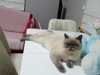 1 yaşında erkek british shorthair kısır değil