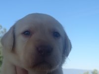 Labrador köpeği yavrularımız