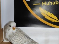 Ele alıştırmalık konuşturmalık kuşlar mevcuttur