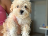 Poodle dan farksız maltipoo