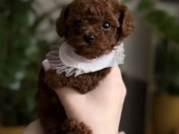 Podyum güzeli poodle