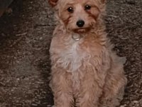 Uslu Bir Maltipoo Kız