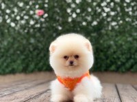 Birbirinden Güzel ve Sevimli Pomeranian Yavrularımız