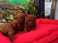 KORE RED BROWN SAFKAN TOY POODLE YAVRULAR