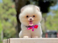 Bizimle Görüşmeden Pomeranian Sahiplenme
