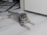 4 aylık yavru scottish fold kırık kulak tüm malzemeleri ile