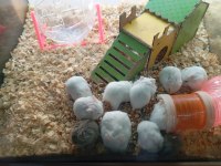Yavru hamsterlar