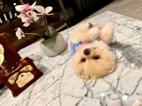 PRENSES POMERANİAN KIZIMIZ MİA