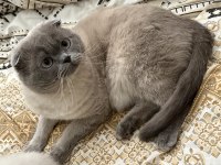 Scottish Fold Blue Point Erkek