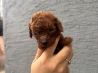 Kaliteli toy / kore poodle bebekler