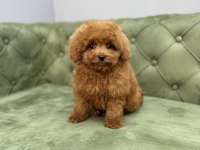 TOY GARANTİLİ DİŞİ RED BROWN TOY POODLE YAVRULARIMIZ