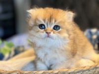 Yüksek kalite golden british longhair kedimiz