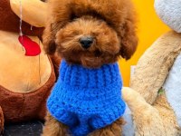 Maltipoo dişi ve erkek yavrularımız