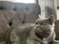 Ücretsiz sahiplendirme dişi british shorthair