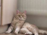 British Shorthair Prensimizi Sahiplendirmek İstiyoruz