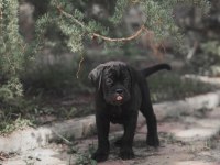 2 aylık safkan Cane Corso yavrularım