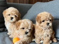 Maltipoo Yavrular Bakanlık Onaylı Satış Sözleşmesi İle