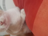 Sarman Latte oğluşumuzun ömürlük ailesi olmak ister misiniz