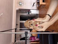5 haftalık poodle
