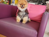 Orjinal ayı surat pomeranian boo