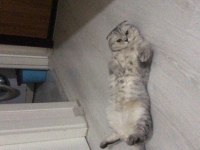 Scottish Fold Silver