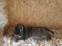 Hamile Mini Lop Tavşan Dişi