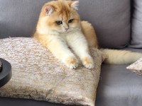 British Shorthair Ny12 Erkek 9 Aylık