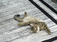 2 haziran doğumlu British Shorthair yavru