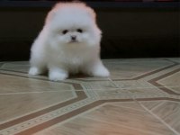 Teddy Bear Kar Beyaz Pomeranian Boo Üst Kalite
