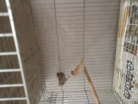 Bengal ispinozu çifti sahiplendirme
