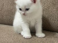 Scottish fold