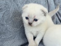 safkan scottish fold blue point mavi gözlü erkek ve dişi