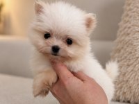 MİCRO MİNİ BOY ÜST DÜZEY BİBLO POMERANİAN BOO