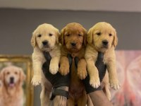 Safkan Golden Retriever Yavruları