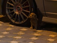 A kalite dişi erkek toy poodle aşıları tam