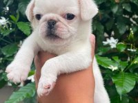 Albino pug nadir cins
