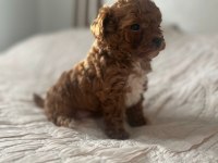 A KALİTE PARTİCOLOR POODLE