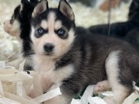 A + Sibirya Kurdu Husky Yavrular Erkek - Dişi