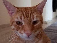 KEDİMİ ACİL SAHİPLENDİRİYORUM YOKSA SOKAĞA GİDECEK