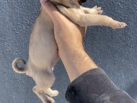 Pug Mops Yavrularımız Sıfır Burun Gül Kuyruk