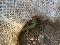 Lacerta Trilineata