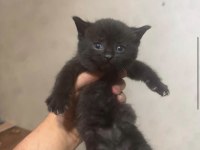 British Shorthair Yavrular