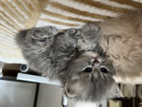 Yumurcak Doll Face Persian Yavruları